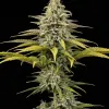 Jack Herer Regular