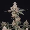 LA Confidential