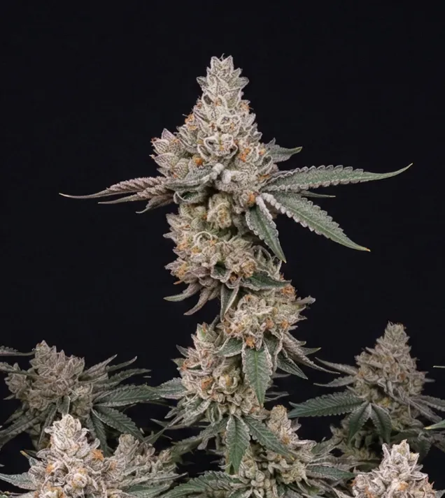 LA Confidential