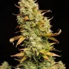 Lemon Skunk Auto