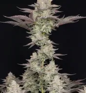 Lemon Skunk