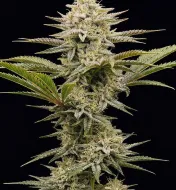 Maui Waui