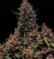 Mimosa Cake Auto
