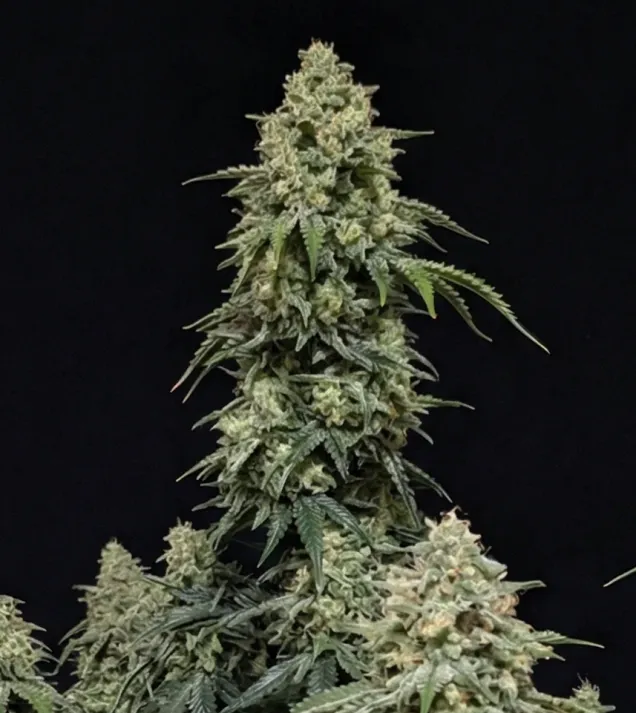 OG Kush Auto