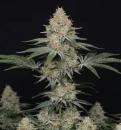 Purple Punch F1
