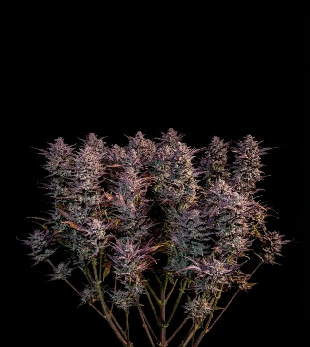 SFV OG Auto