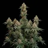 Skywalker OG
