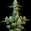 Sour Diesel Auto