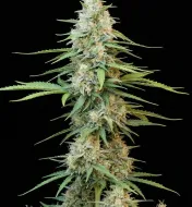 Sour Diesel Auto