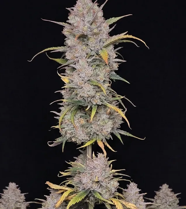 Wedding Cake Auto
