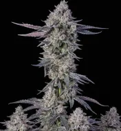 White Runtz