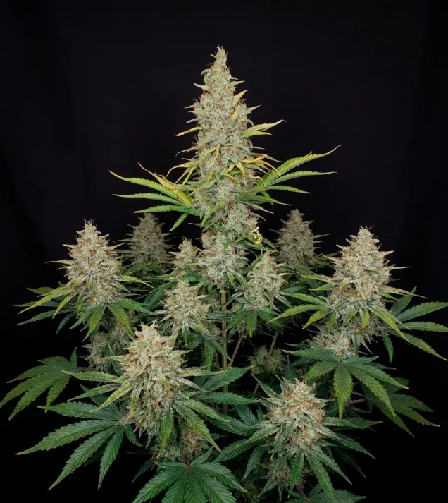 White Russian Fast