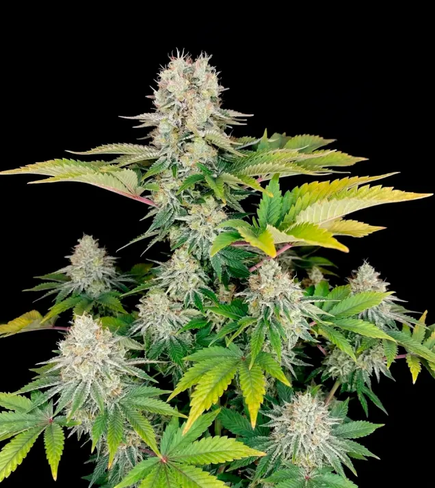 White Widow Fast