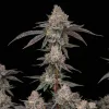 Lemon Cherry Gelato