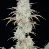Future 1 Auto