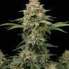 Critical Bilbo Auto