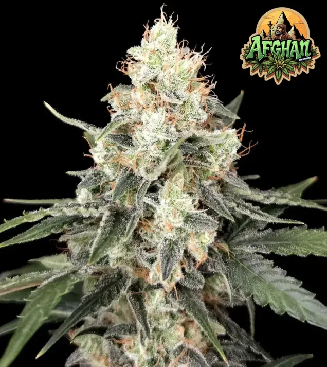 Afghan Auto