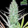 Bruce Banner Auto