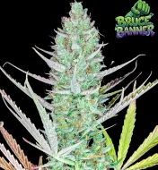 Bruce Banner Auto