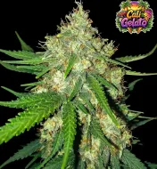 Cali Gelato Auto