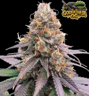 Godfather OG Auto