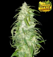 Lemonade Haze