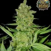 OG Kush Fast