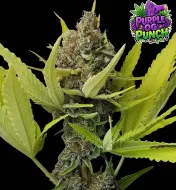 Purple OG Punch
