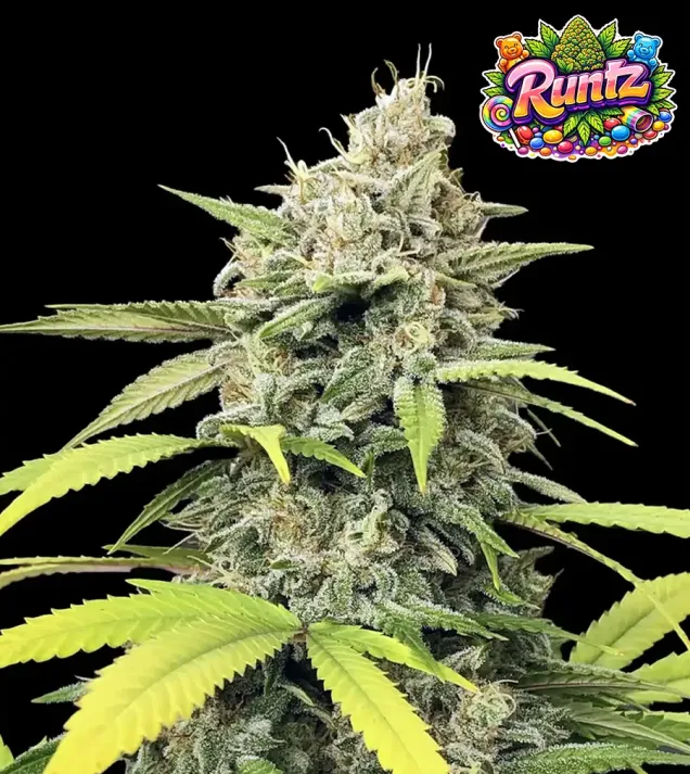 Runtz
