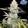 Skywalker OG Gelato Auto