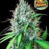 Zoap Papaya Fast