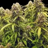 Gorilla G. Auto
