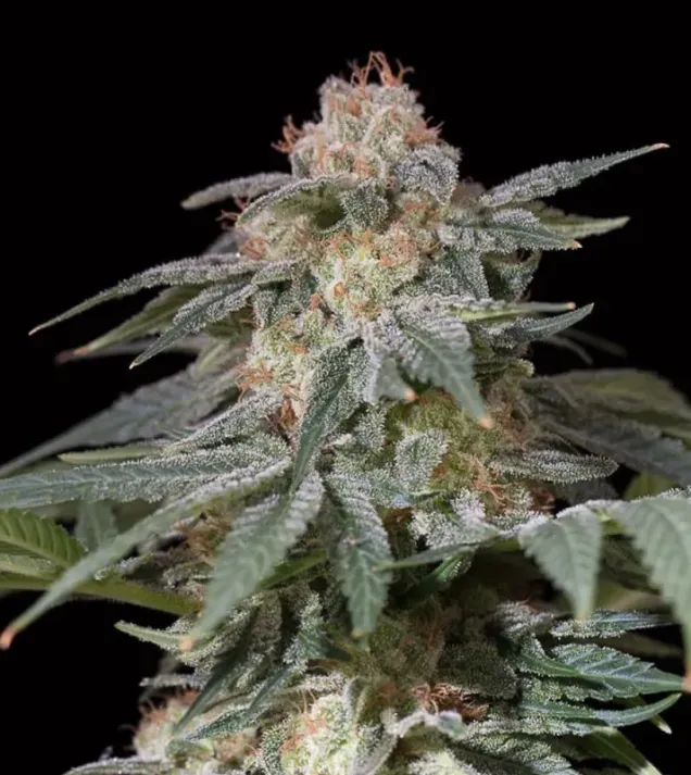 Lemon Tree Fast