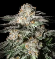 Mint Candy