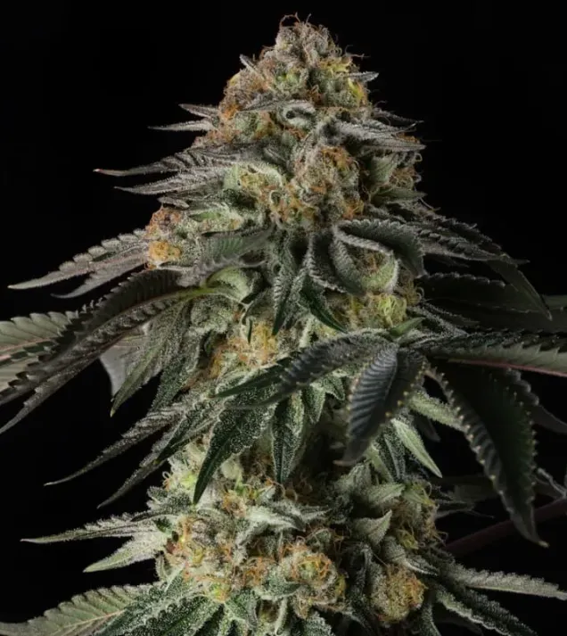 Rainbow Gas