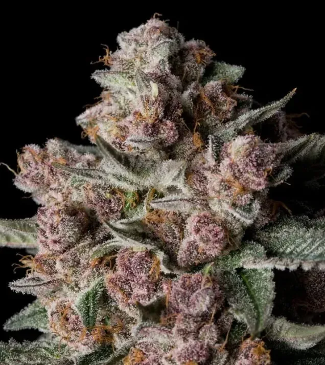 Tropical Jam
