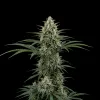 Exodus Cheese