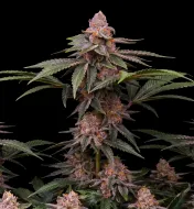 Girl Scout Cookies Regular