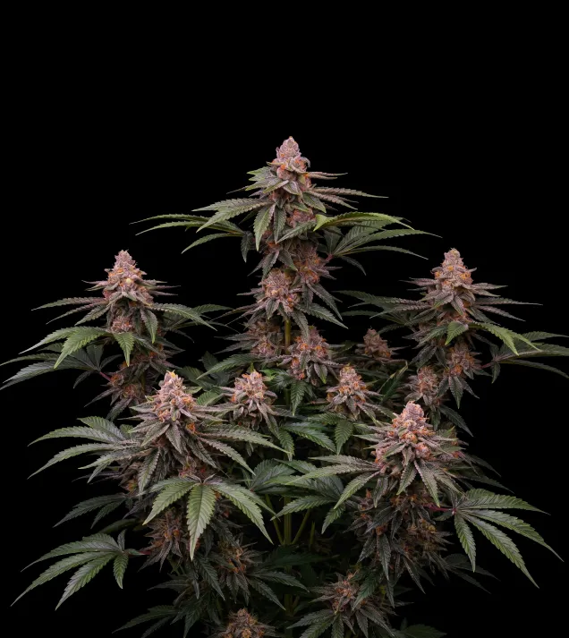 Girl Scout Cookies Regular