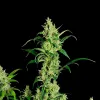 Cheesecake Auto