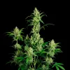 Cheesecake Auto