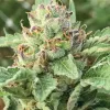 Apple Blossom