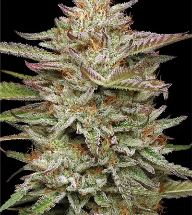 Banana OG