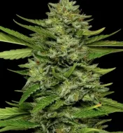 Bigfoot Glue