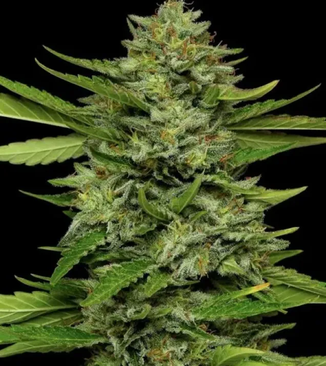 Bigfoot Glue