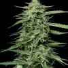 Blueberry Honey