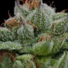 Blueberry Muffin