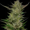 Don Carlos