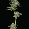 Durban Poison Auto