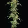 Ed Rosenthal's Super High Life